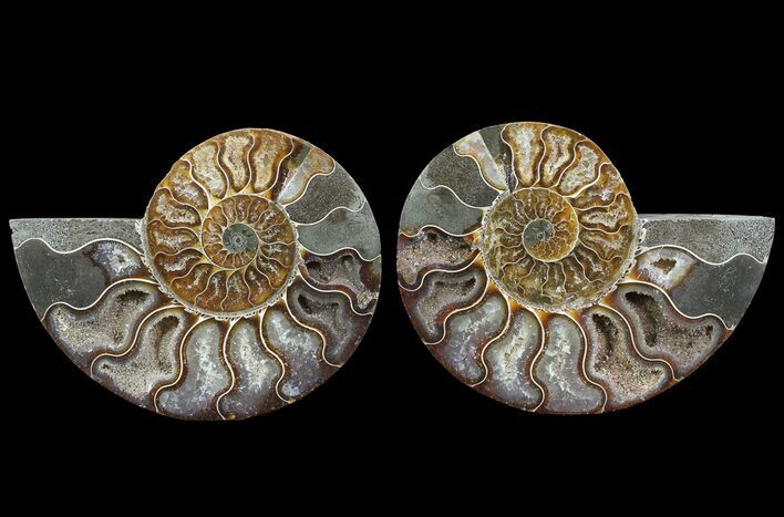 Cut & Polished Ammonite Fossil - Agatized #64964